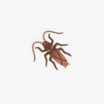 •The Forgotten Roaches•