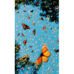 Aesthetuc Butterflies