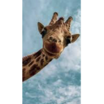 Giraffe fun group