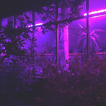 Phoenix Plasma Studios