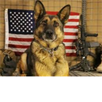 military dog clan