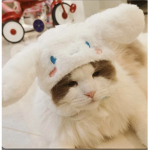 THE GRUMPY CAT IS BACK