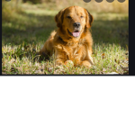cool dog group!