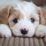 unknown puppies (old group)