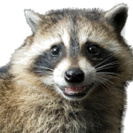 Trash_Panda's Games
