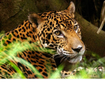 Jaguar Jumps | Gymnastics
