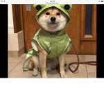 Frog and doge life club!