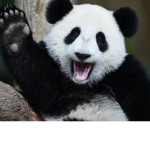Save da pandas