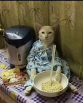 Cat eating ramen noodles