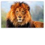 lightning lionxs