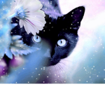 The Black Cat Fairies