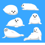 Baby Seal Squadron