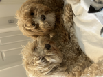 cute dog cookies