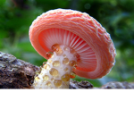 Aesthetic Mushrooms.