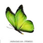 green butterflies!