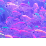 Fishyy squadd
