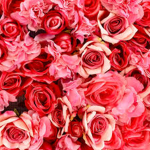 My Darling Roses