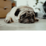 Pug group!!!!!!!!
