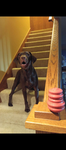 The Great Dogs of America