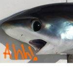 The_sharkssssssss