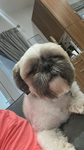 Ollie The dog special