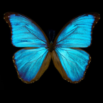 Butterfly happiness :D