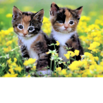 kittens are love mice