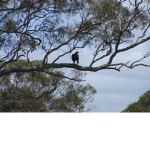 Crow's In Tree