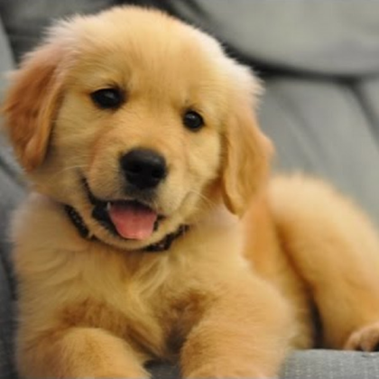 Cute Dog Roblox decal