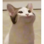 Curious Kats