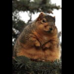 Fat Squirrel