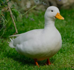 The wonderful duck group