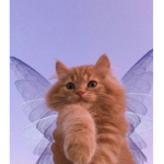 The butterfly cats