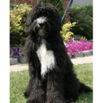 If you love dogs like me