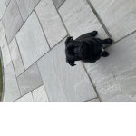 The group of lil pugs!