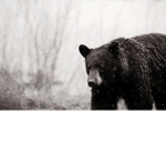 Aestheticz_Bearz