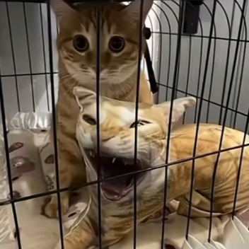 gaba's clothing store!!!