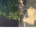 The very hungry meerkats!