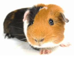 For People Who <3 Guinea Pigs!
