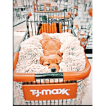ᴛᴛ ɢʟᴏᴡ sǫᴜᴀᴅ!