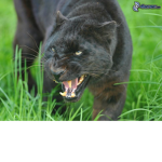 pantherz gaming universe fan club