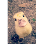 Ducks slay