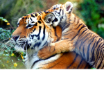 Baby Tigers Rule