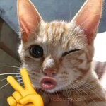 Hayoloh