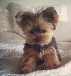 Crazy Puppies!