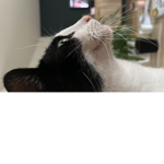 Kitty’s_kats