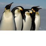 Penguin Funny!
