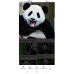 Pandasquad123392