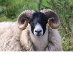 Ram Fans