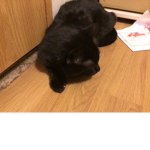 Shadow_CroissanT
